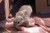 Development of a two-phase sampling design for the Mohave ground squirrel (<i>Xerospermophilus mohavensis</i>)